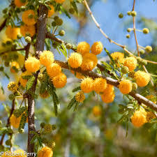 ACACIA FARNESIANE