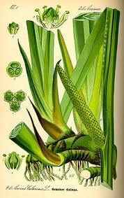Acorus Calamus - 99% Pure Herbal Extract, Green Color, Wetland Cultivation | High Potency, Natural Remedy, Versatile, Steam Distillation