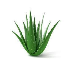 Aloe Vera - 15-20cm Leaf Length, Green, Natural, Pure, Soothing, Moisturizing, Anti-inflammatory
