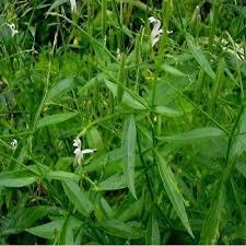 Andrographis Paniculata - Annual Herb, 1-2 Feet Height, Lanceolate Leaves, White Flowers, Small Brown Seeds