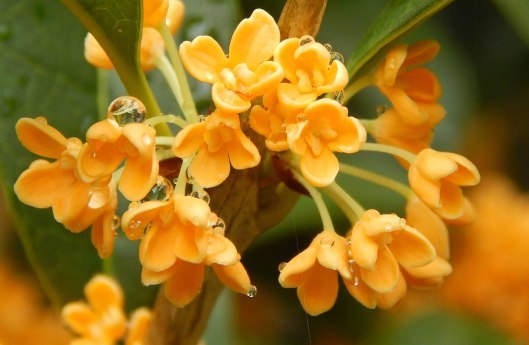 Osmanthus Attar Purity: 100%