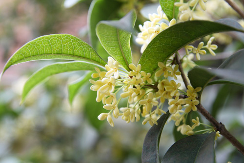 Osmanthus Attar Purity: 100%