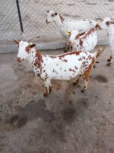 White And Brown Barbari Goat Feeding Information In Himachal