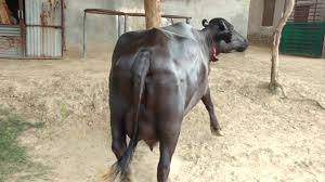 मुर्रा भैंस