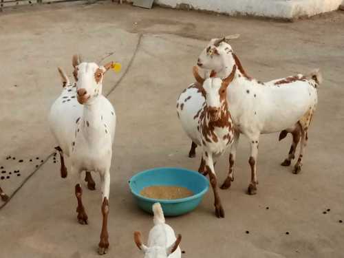 Sai Bari Goat - 37.85 kg Average Weight, Female with White and Light Brown Patches, Adaptable and Alert Multi-Purpose Dairy Breed