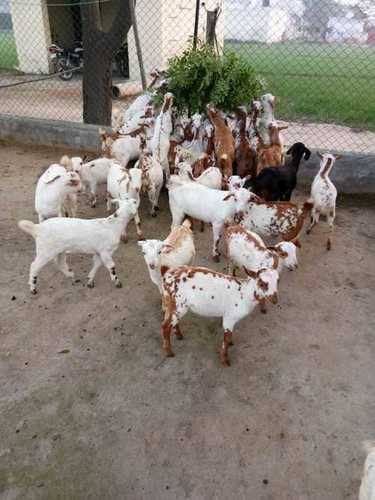 White And Brown Titri Bari Goat