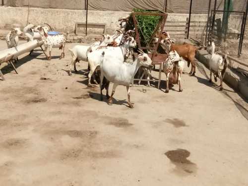 Bari Gaot - Female Goat, 56 cm Height, White and Brown Color | Properly Vaccinated, Meat Production Adaptable to All Climates