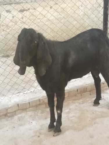 Pure Beetal Goat