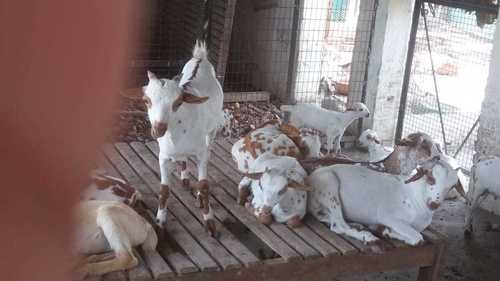 White And Brown Vaccinated Barbari Goat