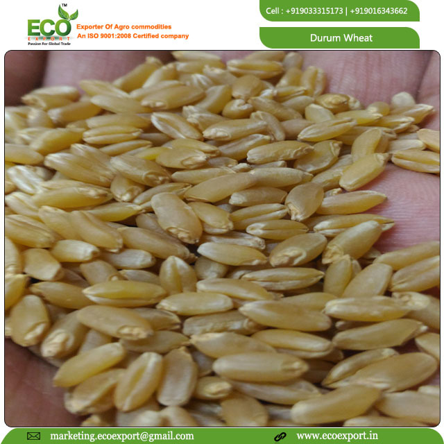 Durum Wheat - Moisture 12% Max, Protein 13% Max, Low Cholesterol & Fat | Premium Quality, Fresh Packaging, Long Shelf Life
