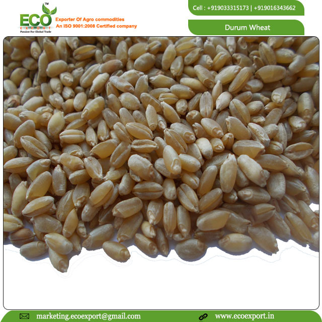 Durum Wheat - Moisture 12% Max, Protein 13% Max, Low Cholesterol & Fat | Premium Quality, Fresh Packaging, Long Shelf Life