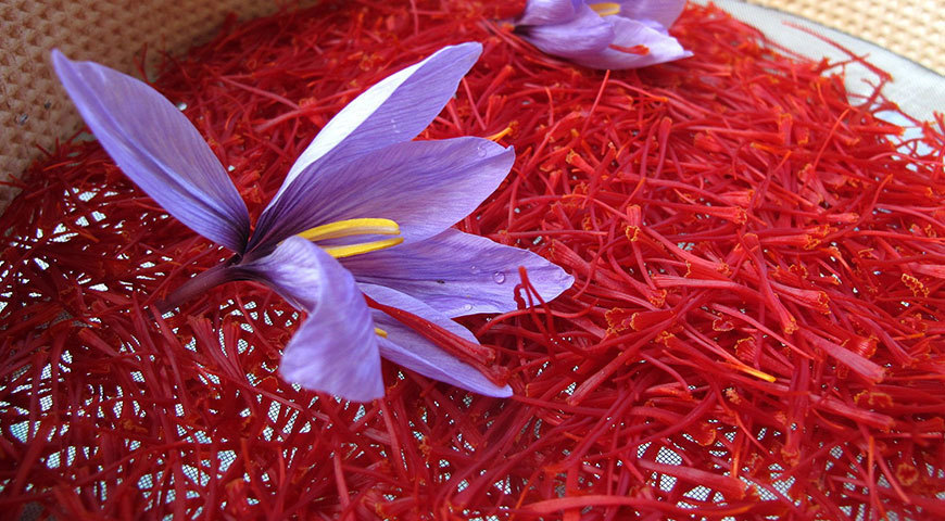 Red-zafaron Attar Purity: 100%