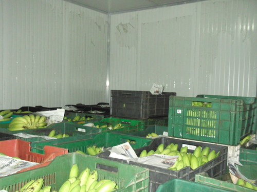 Banana Ripening Chamber