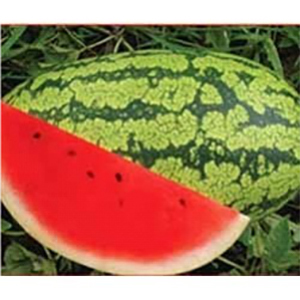 Hybrid Watermelon Seeds