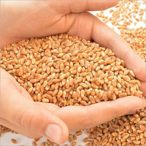 Whole Grain Wheat - Hard Grain, Brown Color | 100% Pure, Food Grade, Fresh Variety For Nutrient-rich Culinary Applications