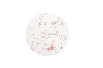 Bacteria (1000x, gram stain)