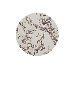 Flagellae (1000x)