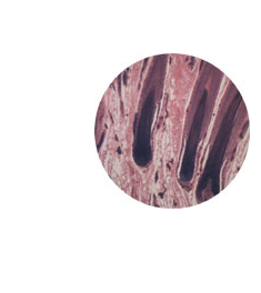 Skin and Hair Follicles (40x)