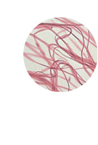 Smooth Muscle (400x)