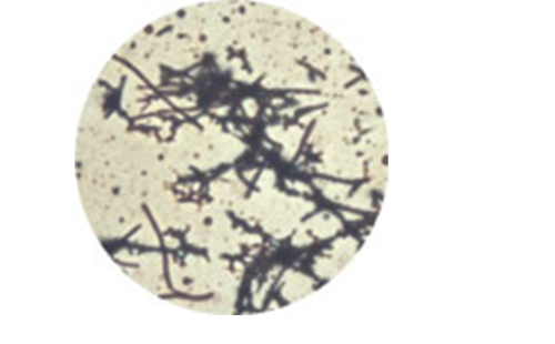 Streptococcus (1000x)