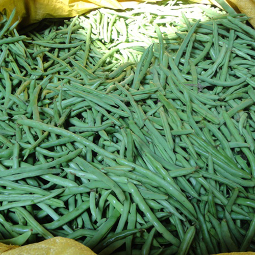 Fresh Long Beans - 18 to 20 Inch Green Raw Dried Vegetables | Crispy, Nutrient-Rich, Great for Cooking, Supports Digestive Health and Bone Strength