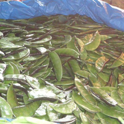 Fresh Beans Seem