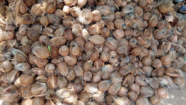 Husked Coconuts - Natural, Medium Size, Brown Color | Rich In Vitamins, Boosts Metabolism, Easy To Peel