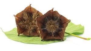 उलट कंबल