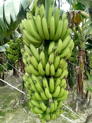 ताजा हरा केला