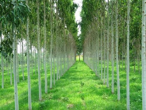 Clone Eucalyptus - Clone No. K25 & K413, 1-2 Feet Size, Ideal For Agro-forestry | Organically Grown, Requires Less Irrigation, Free From Herbicides
