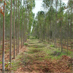 Clone Eucalyptus - Clone No. K25 & K413, 1-2 Feet Size, Ideal For Agro-forestry | Organically Grown, Requires Less Irrigation, Free From Herbicides