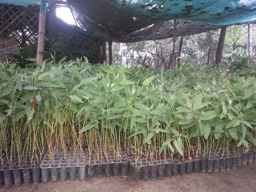 Clone Eucalyptus - Clone No. K25 & K413, 1-2 Feet Size, Ideal For Agro-forestry | Organically Grown, Requires Less Irrigation, Free From Herbicides