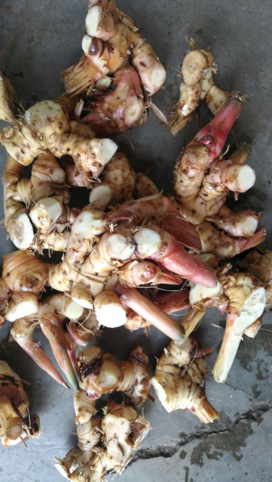 Thai Ginger Store In Cool