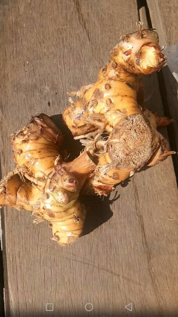 Galangal - Fresh Rhizome Herb | Enhances Cuisine Flavor, Herbal Medicine For Digestion And Skin Care, Rich In Antioxidants And Nutrients