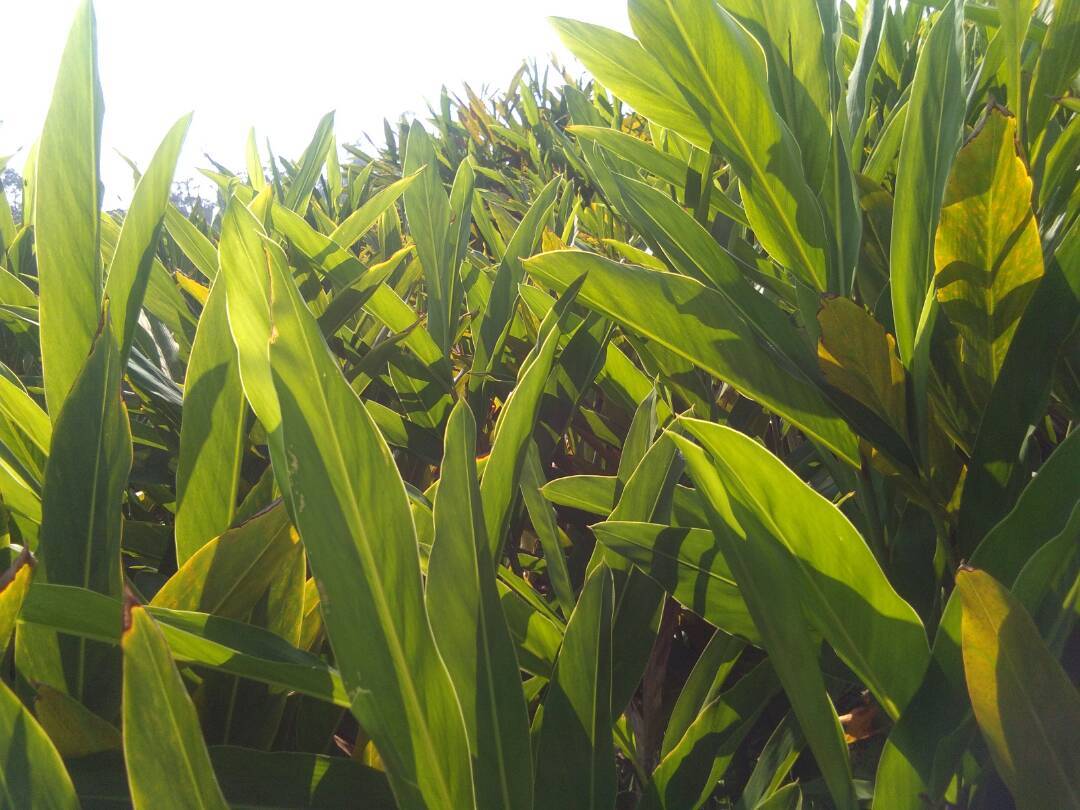 Galangal - Fresh Rhizome Herb | Enhances Cuisine Flavor, Herbal Medicine For Digestion And Skin Care, Rich In Antioxidants And Nutrients