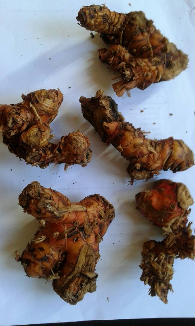 Galangal - Fresh Rhizome Herb | Enhances Cuisine Flavor, Herbal Medicine For Digestion And Skin Care, Rich In Antioxidants And Nutrients