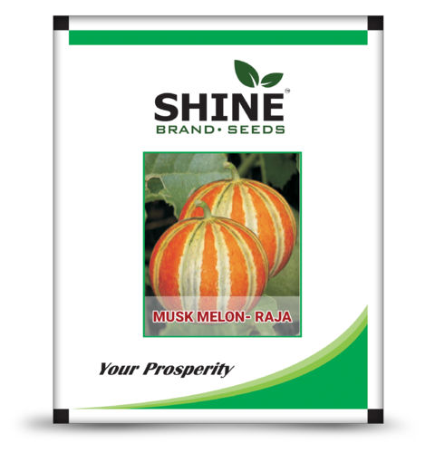 डीप सेलमोन ऑरेंज राजा मस्कमेलन सीड