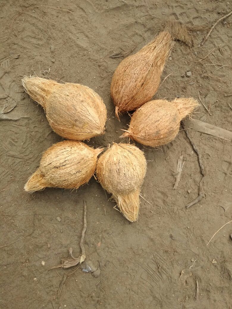 Semi Coconut