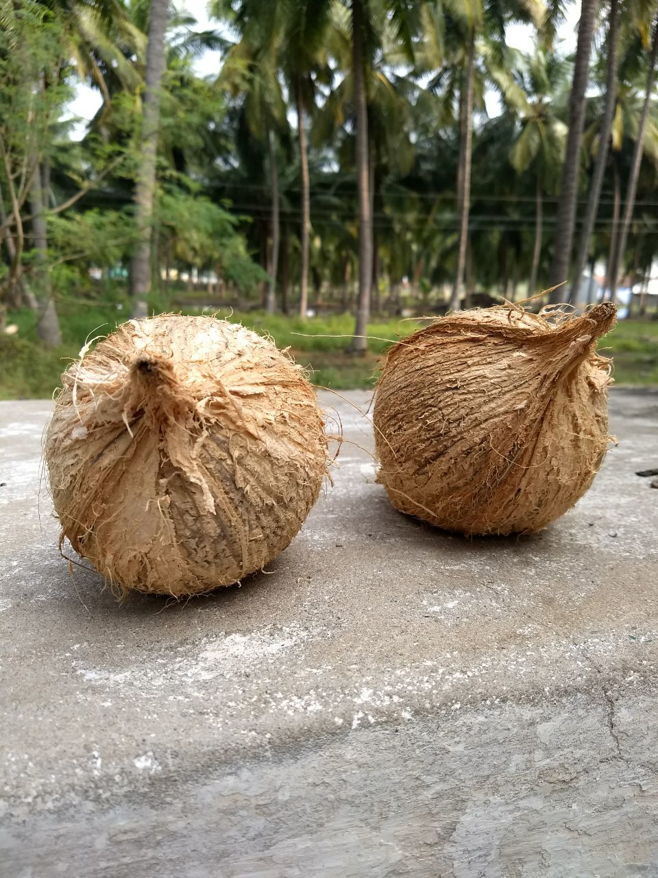 Semi Coconut