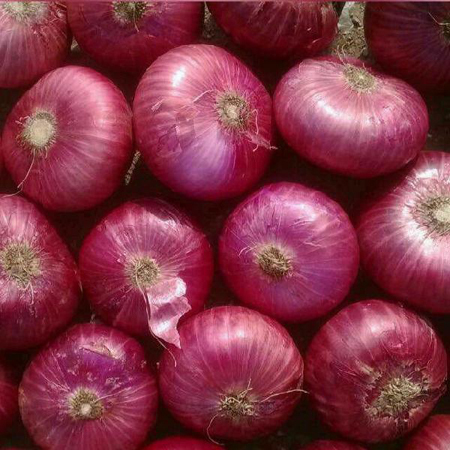 लाल प्याज