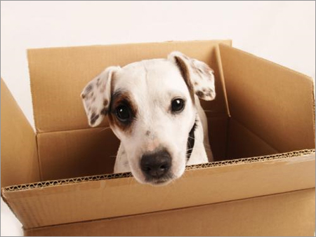 Pets Relocation