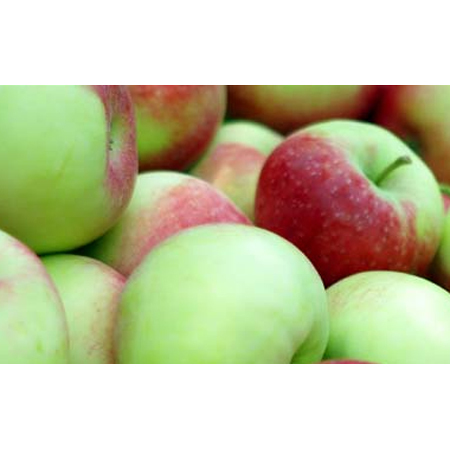Fresh Apple