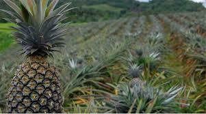 Aromatic Yellow Fresh Pineapple