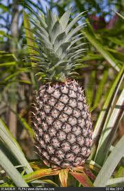 Aromatic Yellow Fresh Pineapple