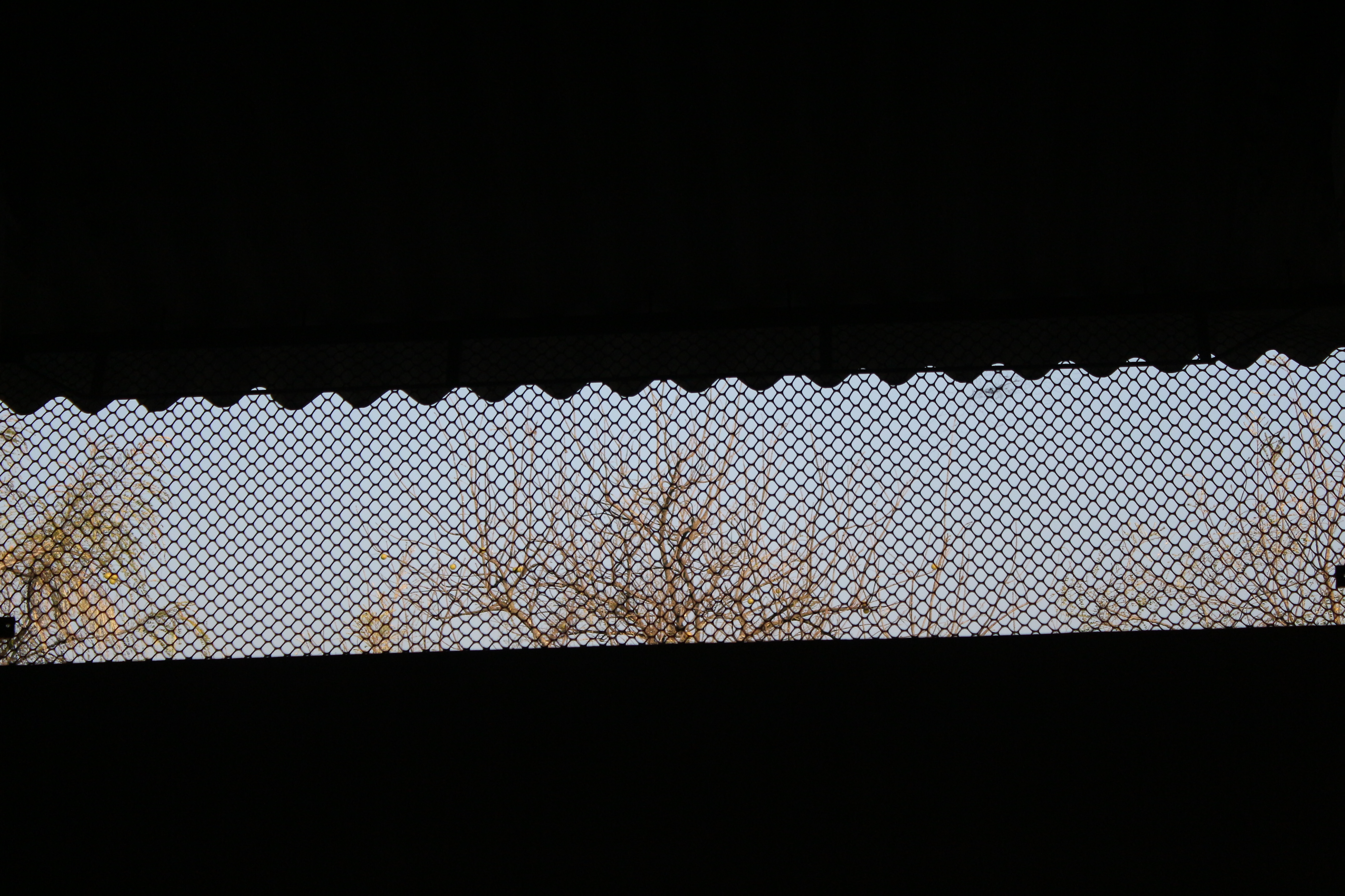 Pigeon Net