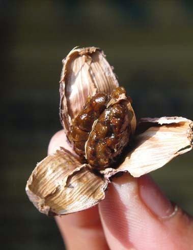 Black Big Cardamom