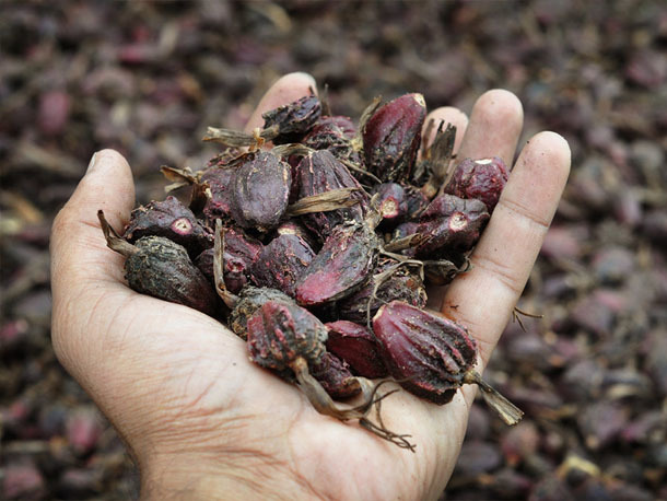 Black Big Cardamom