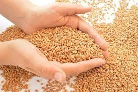 Green Chana - Organic Desi Variety, Fresh Texture, Gray Color | Admixture 12%, Broken Ratio 5%, Moisture 20%, Shelf Life 15 Years