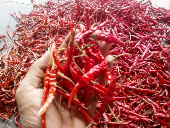 Red Chilli Grade: 1