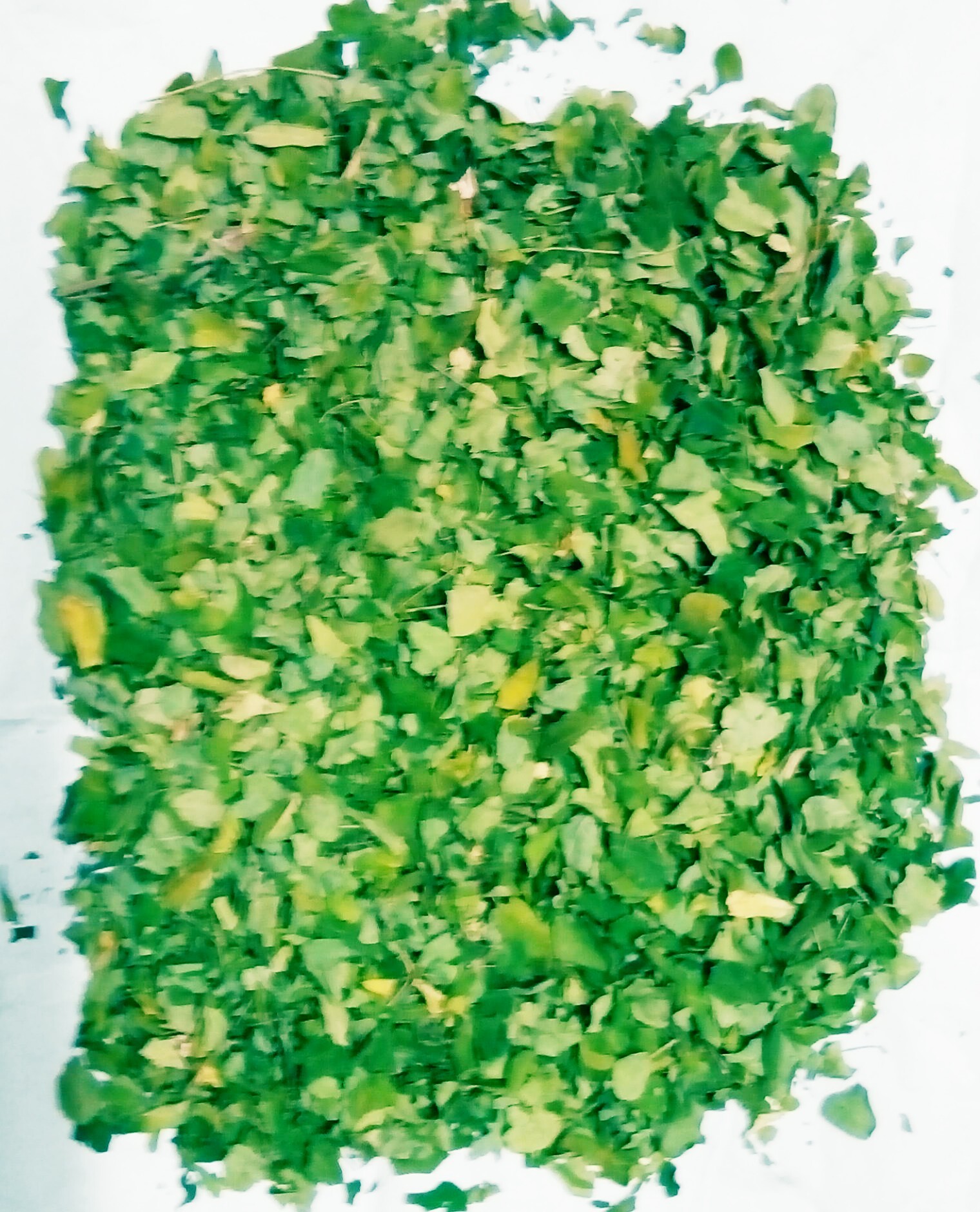 Moringa Leaf (Dry) - Rich In Vitamins, Minerals, Antioxidants | Supports Inflammation Relief, Cardiovascular Health, Enhances Cognitive Function
